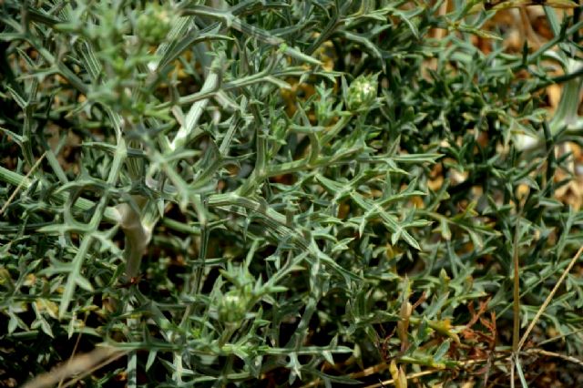 Echinophora spinosa (Apiaceae)